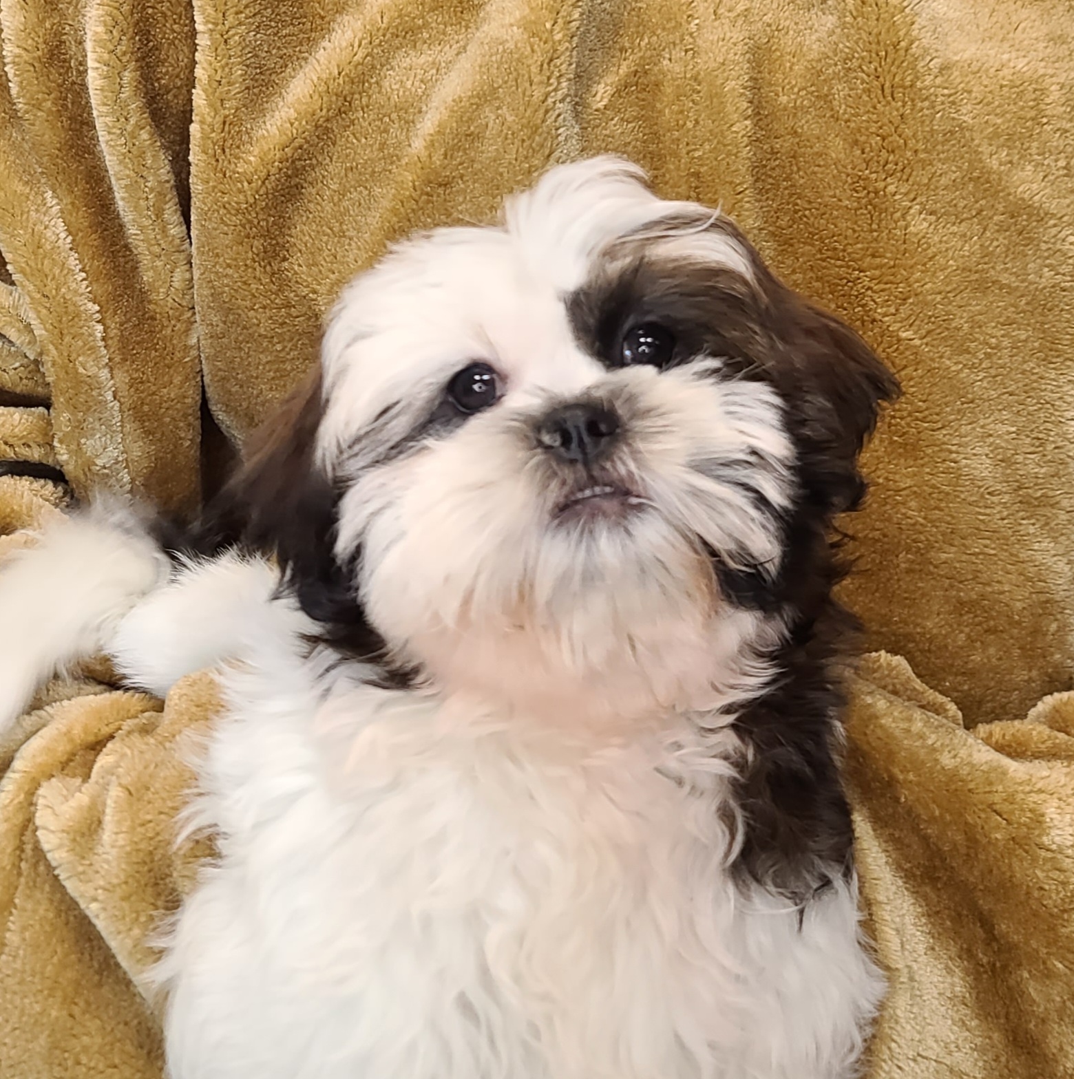 Available Puppies – NEVADA PUPPY STORE